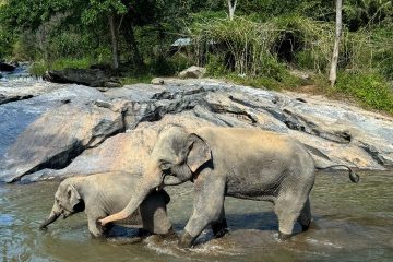 Excursión Santuario de elefantes